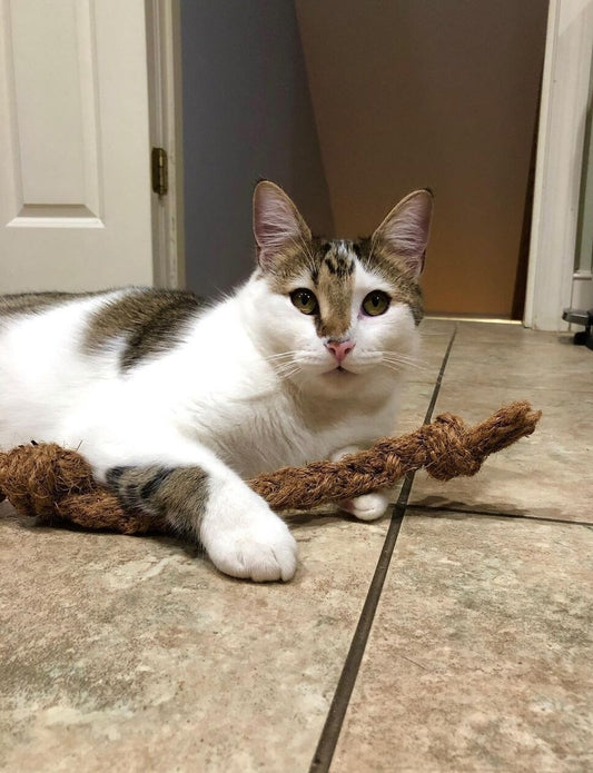 Coco Husk 椰子纖維咬咬組合|寵物橫町