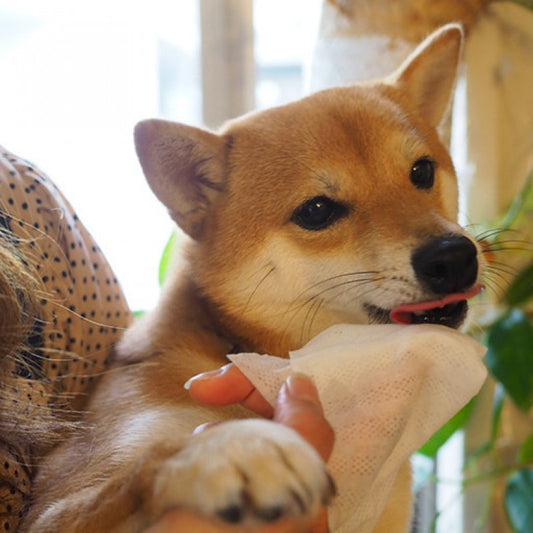 齒垢清潔紙巾(蘋果香)30入 | 寵物橫町