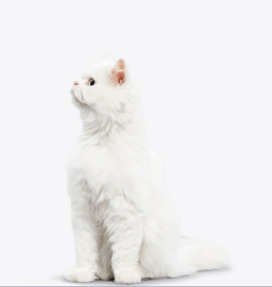 Clumping Litter - 凝結貓砂 - 多種功效 (25lb/盒)|寵物橫町