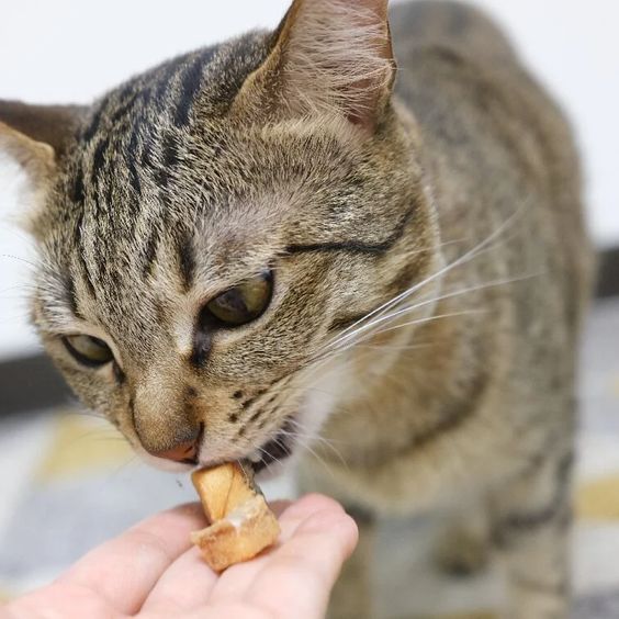 Give Meat 塊塊肉肉 | 100%原肉機能保健零食凍乾|寵物橫町