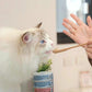 【海島貓罐】- 成貓組 | 寵物橫町
